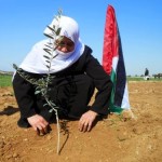 El olivo está cautivo de la colonización